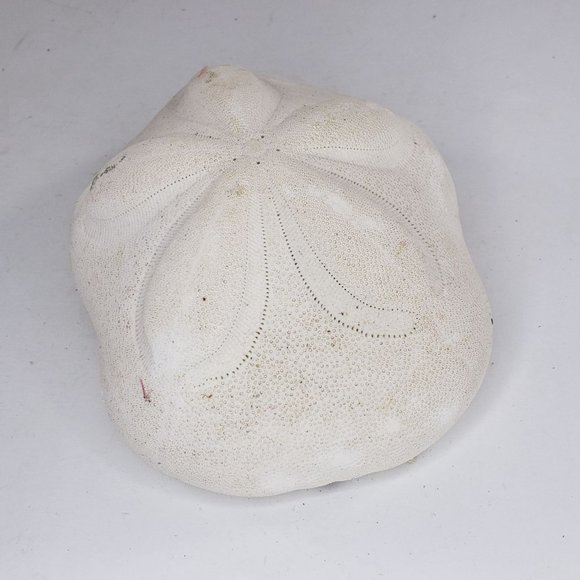 Large Sand Dollar Sea Biscuit Puffy 5" x 4" Vintage Natural Set of 3 - Picture 7 of 13